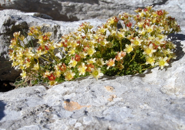 Saxifraga exarata subsp. ampullacea /  Sassifraga del Gran Sasso